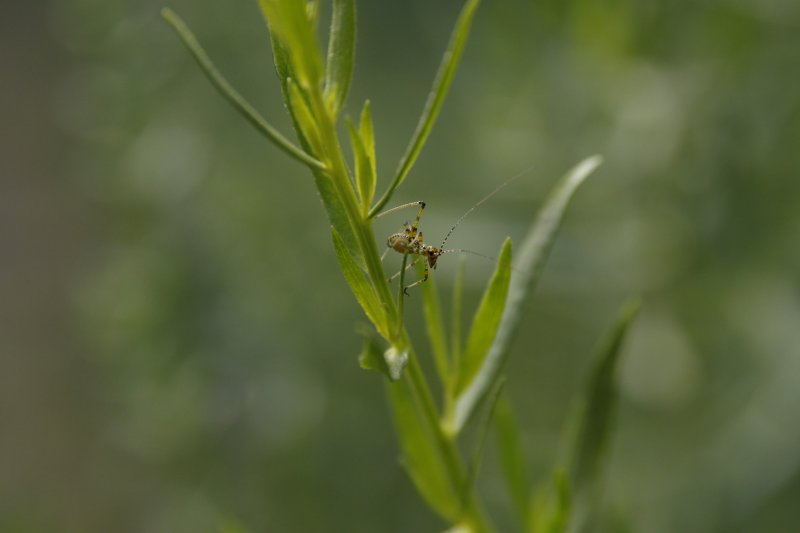 TETTIGONIA. SAUTERELLE VERTE forme juvénile. LISE JALOUX